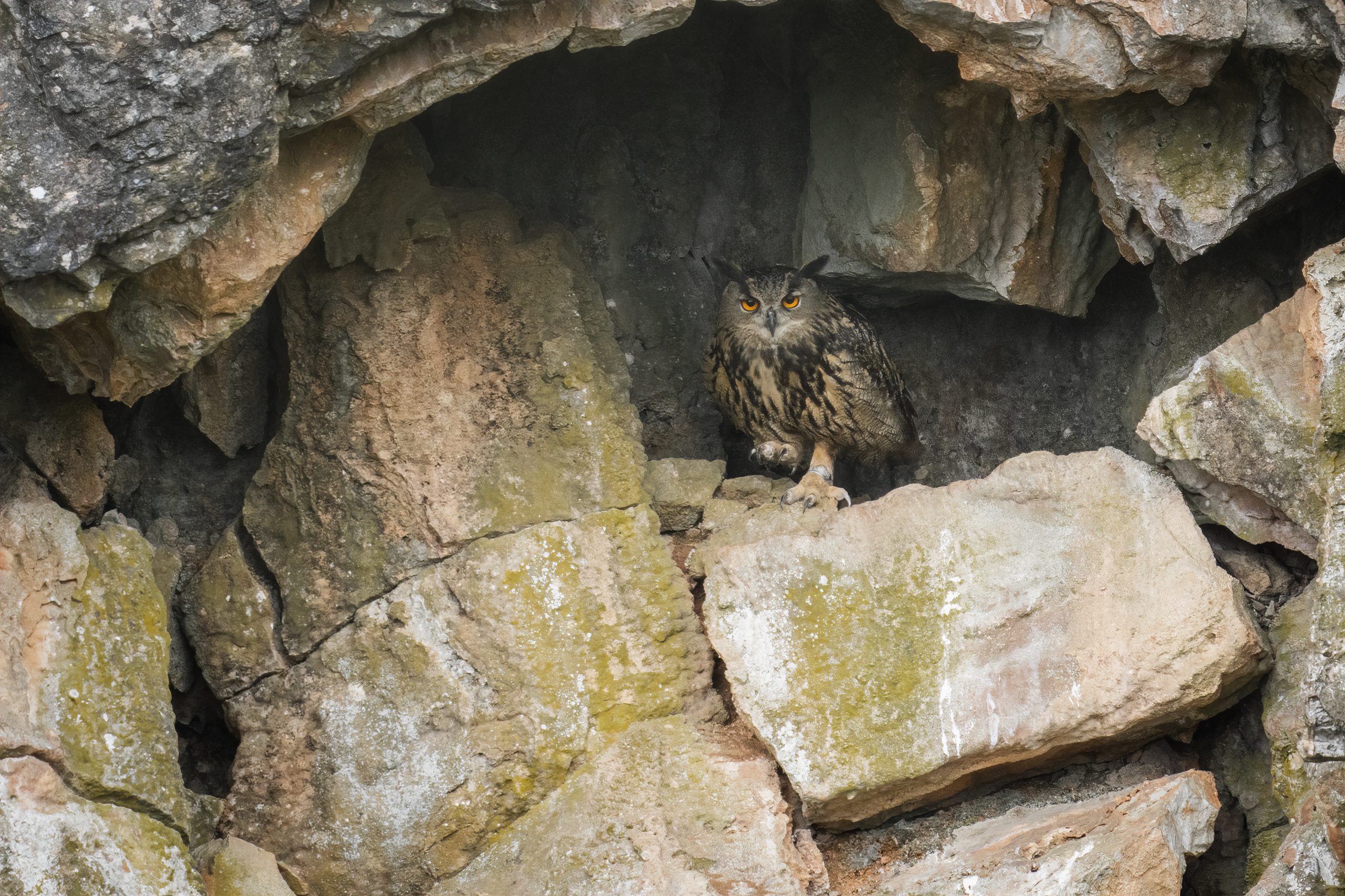 Miran Krapež – velika uharica 2