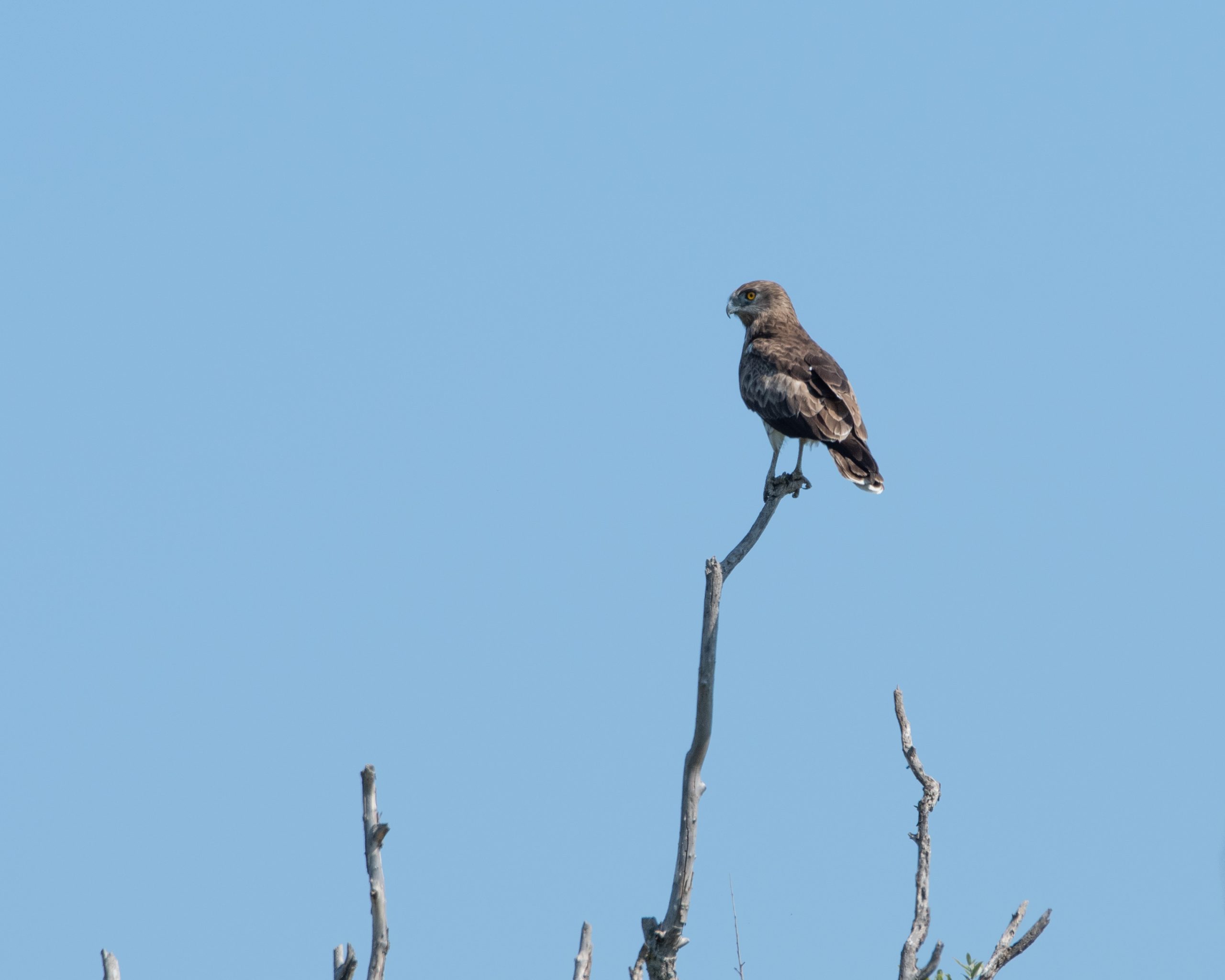 kačar_knezdavid (4)