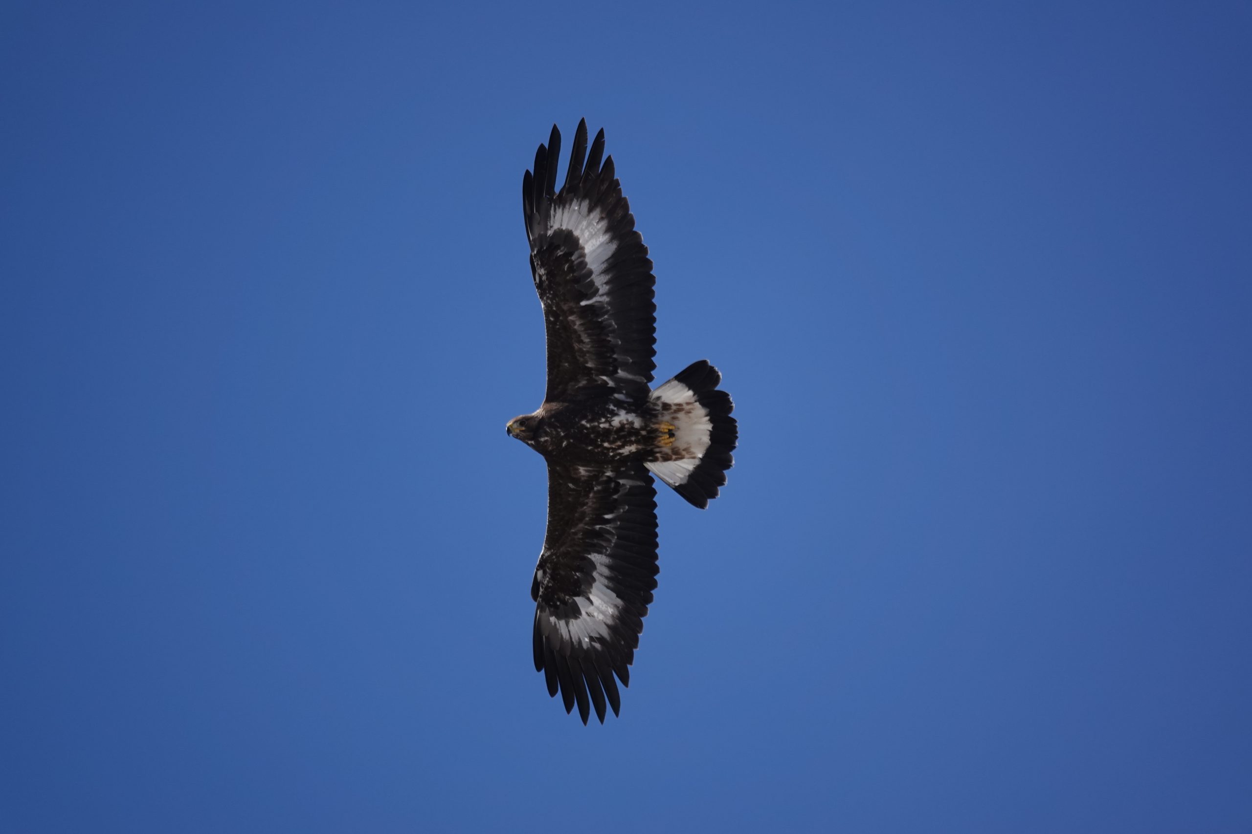 planinski orel_Tomaž Mihelič