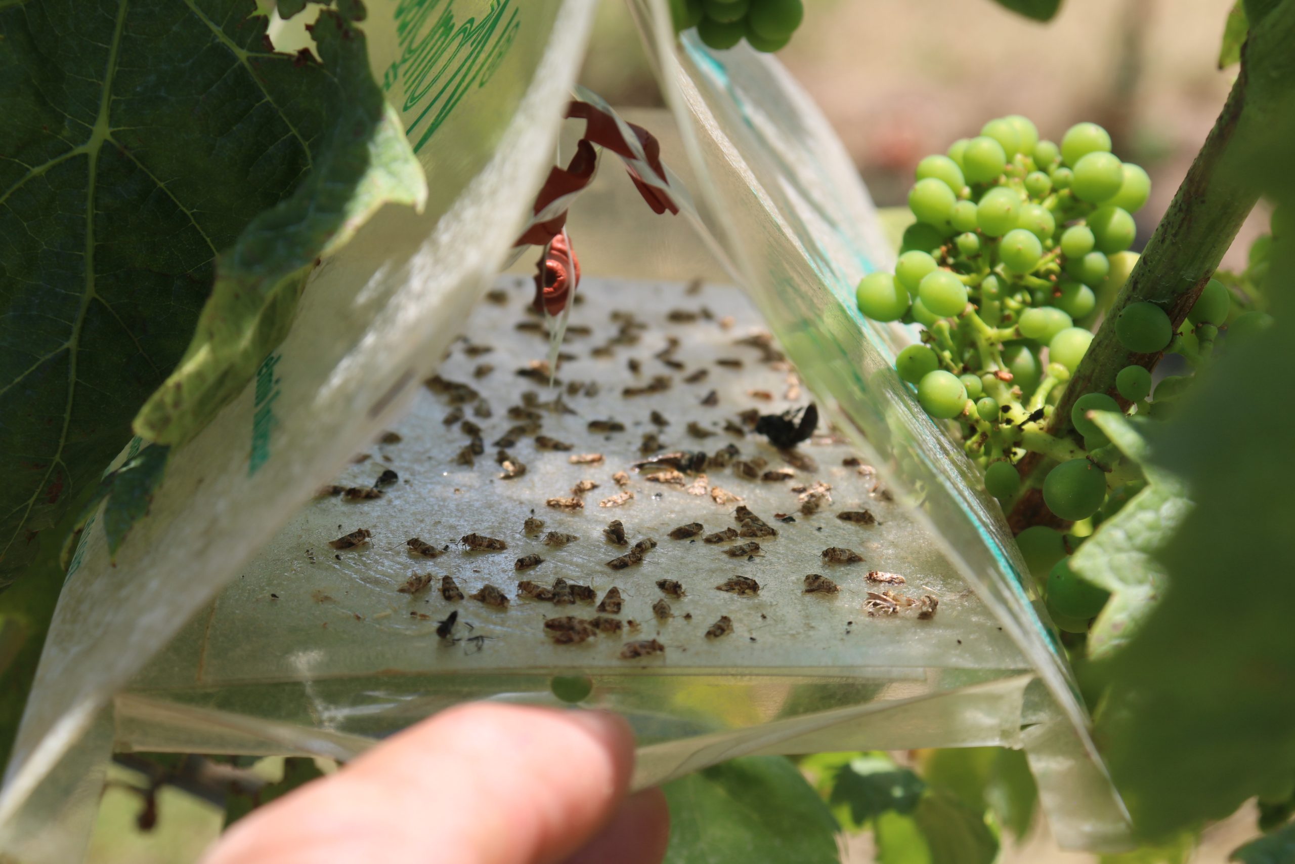Feromonska past za samce križastega grozdnega sukača